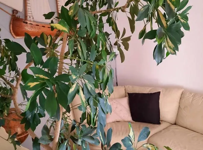 Nanut Διαμέρισμα